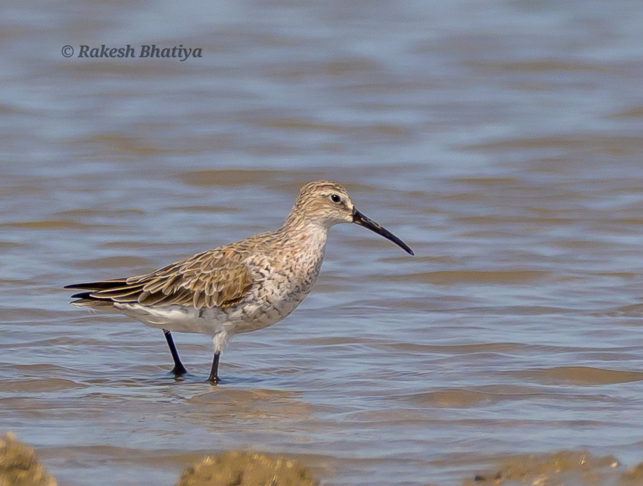 Curlew Sandpiper